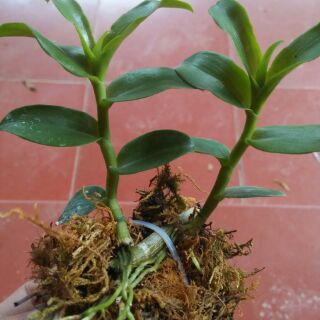 Kie phi điệp phú thọ