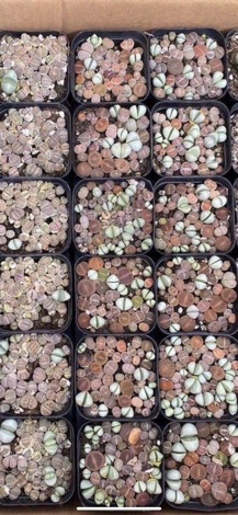 SEN MÔNG ĐỦ MÀU - CHẬU >20CÂY