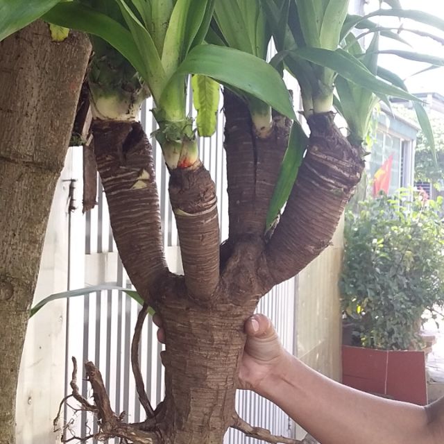 CâyPhát tài núi