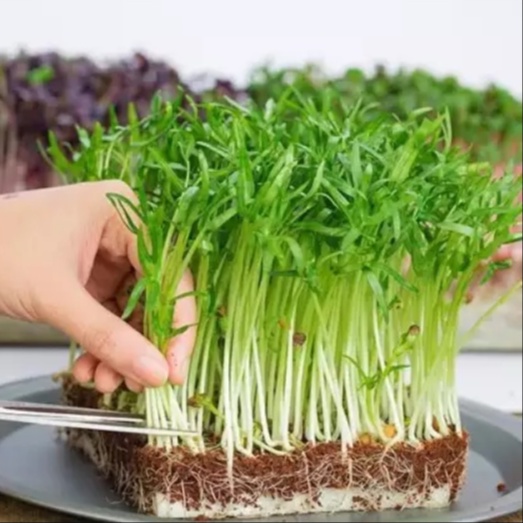 Hạt giống rau mầm muống ăn rất ngon
