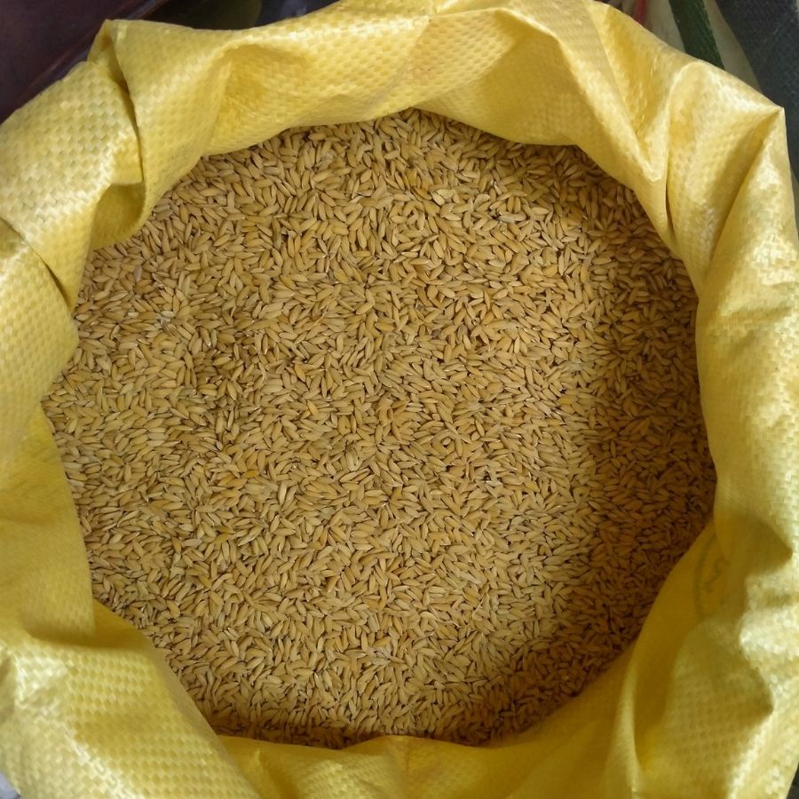 Thóc  Cho Chim, Gà, Vịt – Thức Ăn Cho Chim Cảnh, Gia Cầm