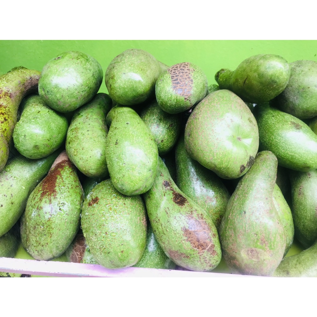 Bơ núi nưa( 2,3 trái ) -chín xanh sáp béo, cơm vàng ngon-1kg