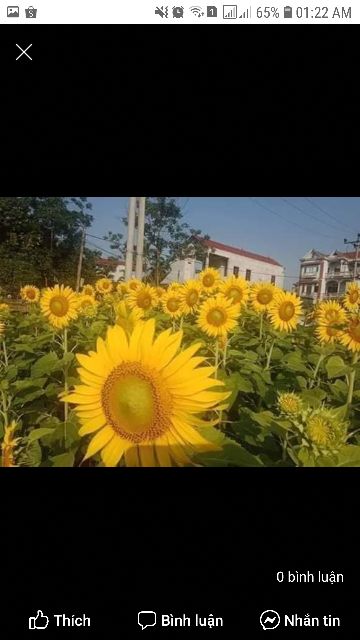 Hướng dương khổng lồ loài hoa luôn hướng về phía mặt trời  🌻🌻🌻
#Aguara6 dễ trồng trồng , không tốn công chăm sóc