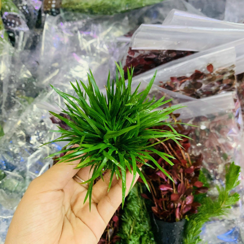 Cây thủy sinh Thạch Sương Bồ