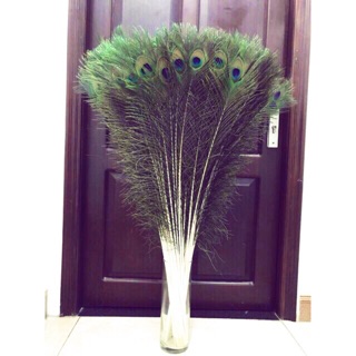 55 lông công size Đại dài 80cm