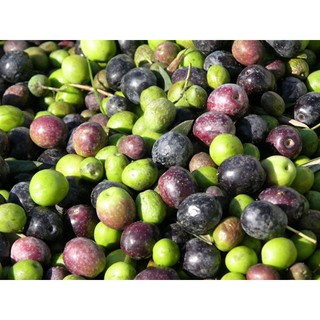 HẠT GIỐNG CÂY OLIU - 3 Hạt/ gói