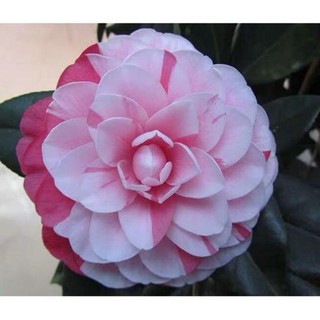 Sản phẩm Hoa TRÀ MY tứ quý gửi đi nguyên chậu, loại hoa cực quý nở hoa 4 mùa + Tặng (0,3kg) phân hữu cơ cao cấp