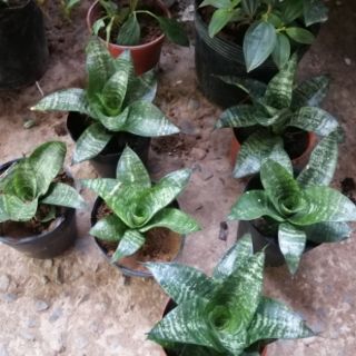 Cây lưỡi hổ lùn ( lưỡi mèo)