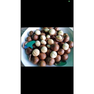 Hạt Macca Úc nứt vỏ tự nhiên (tặng kèm đồ tách)