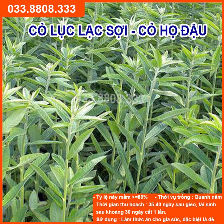 4 Loại Hạt Cỏ Chăn Nuôi Tôt Nhất - Cỏ Voi Lai, Mombasa Ghine, Lục Lạc Sợi, Alfalfa Linh Lăng (mỗi loại 50g)