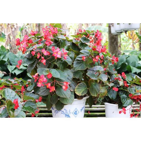 THU HẢI ĐƯỜNG-CHẬU ĐANG HOA + Tặng 01 cây dâu da đất