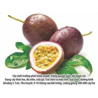 Hạt Giống Chanh Dây/ Chanh Leo