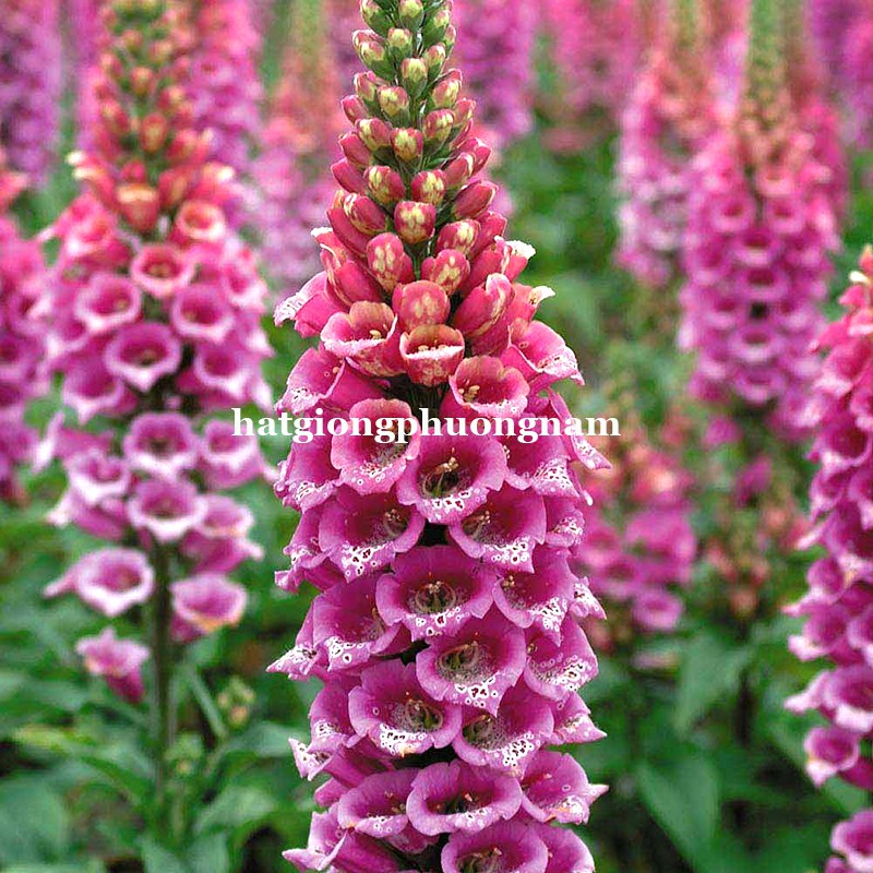 100H - HẠT GIỐNG HOA MAO ĐỊA HOÀNG NHIỀU MÀU