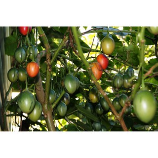 HẠT GIỐNG CÀ CHUA THÂN GỖ - 4 hạt/ gói