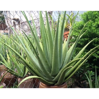 Cây NHA ĐAM GIỐNG MỸ 17-20cm