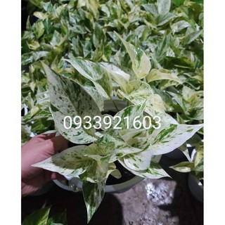 Trầu bà cẩm thạch, trầu bà sữa cây phong thủy