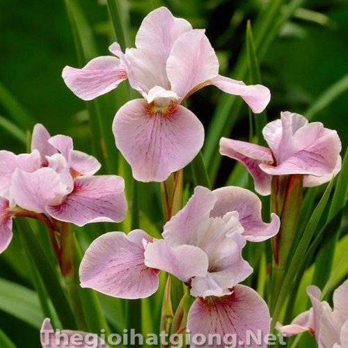 hạt giống hoa Diên Vỹ Hồng