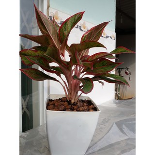 Cây Phú Quý - cây phong thủy mang đếnsự may mắn, giàu sang và phú quý- không chậu