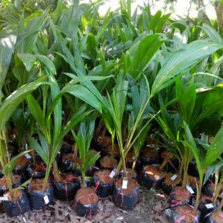 Cây Dừa dứa thái lan