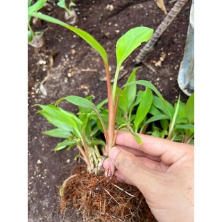 Cây giống chuối đỏ cấy mô siêu sớm