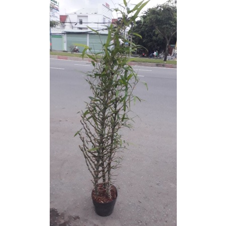 Cây trúc phật bà