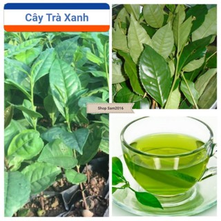 Combo 2 Cây Trà Xanh Trồng Chậu Nấu Nước Uống