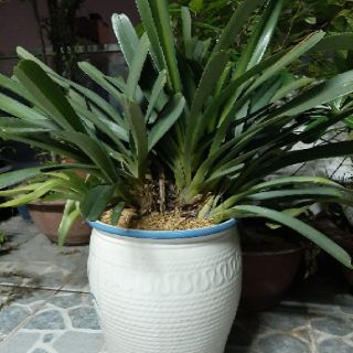 Lan kiếm lá cứng