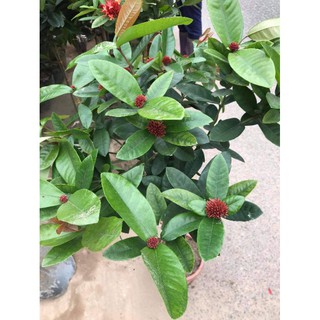 cây mẫu đơn ta