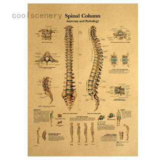 Tranh Treo Poster Mô Hình Giải Phẫu Cột Sống