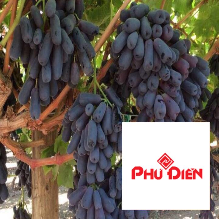 hạt giống nho ngón tay Mỹ 20 hạt TRỢ GIÁ