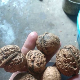Quả óc chó rừng điện biên