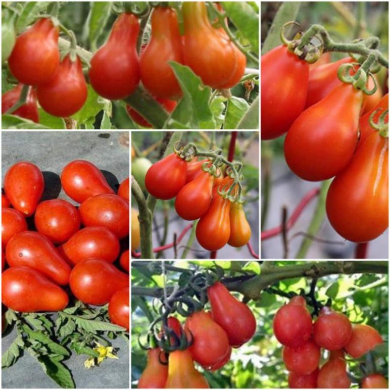 [ Siêu Rẻ ] Hạt giống các loại cà chua độc lạ năng xuất nhập khẩu