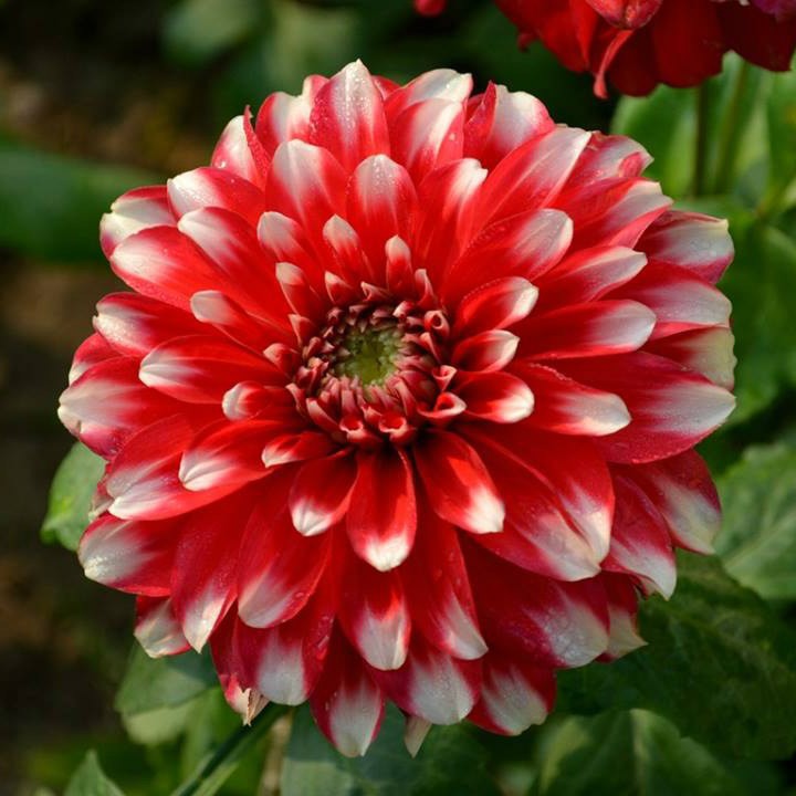 Hạt Giống Hoa Thược Dược HN010