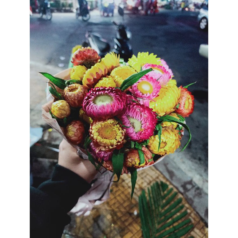 Hoa cúc bất tử tươi Đà Lạt (nguyên đoá)