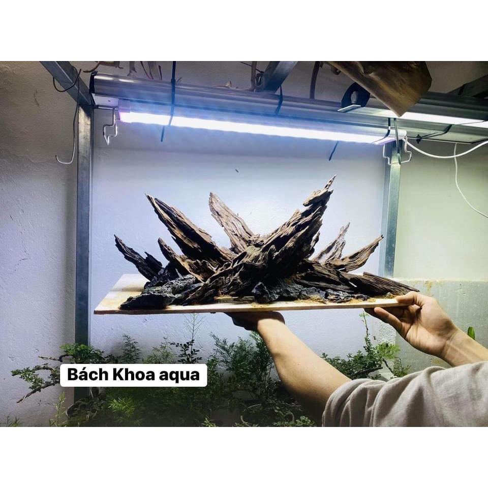 Layout Lũa Tia Chớp cho bể 40-70cm