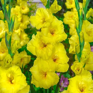 CỦ HOA LAY ƠN MÀU VÀNG 10 CỦ