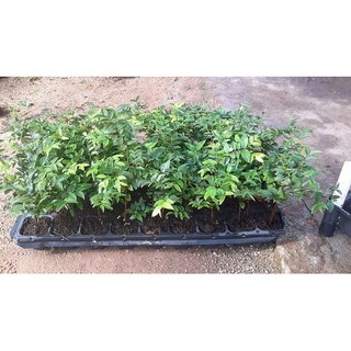 hạt giống Nho thân gỗ f1