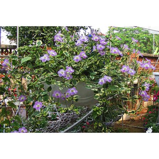 Cây cẩm thạch  hoa ( dây leo)