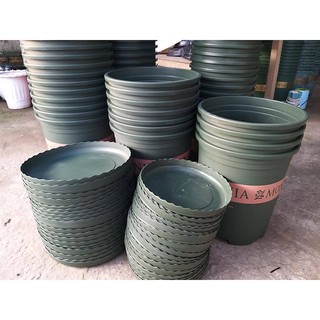 Đĩa chậu Monrovia Nhập khẩu