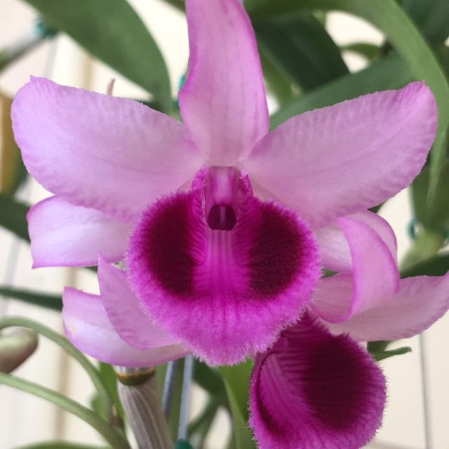 Set 1 cuộn cố định lan, 4 lọ phân tan chậm 31-8-8, 30 túi phân dê 10cm, 20 túi phân dê 30cm (Tặng 3 đoạn 10cm)