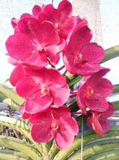 Hoa lan Vanda size cây giống