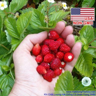 0.2GR 200.HẠT Hạt Giống Dâu Tây Mỹ Rugen Siêu Ngon (| A1*W22)