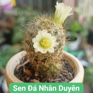 Xương rồng bông tuyết(ra hoa tùy đợt)