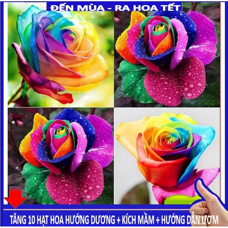 Shop 1k - Hạt giống Hoa Hồng 7 Sắc 10 Hạt  - (tặng kèm Thuốc kích mầm + 5 hạt hướng dương lùn siêu bông)