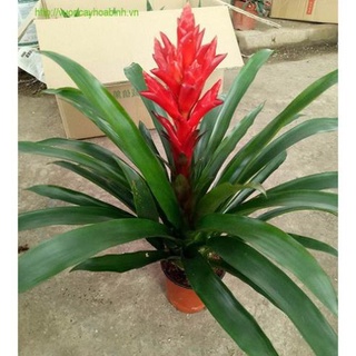 Cây lan đuốc đỏ, cây lan đuốc đỏ- cây dứa cảnh nến đỏ 🌴mua 4 tặng 1 cây bất kỳ🌴