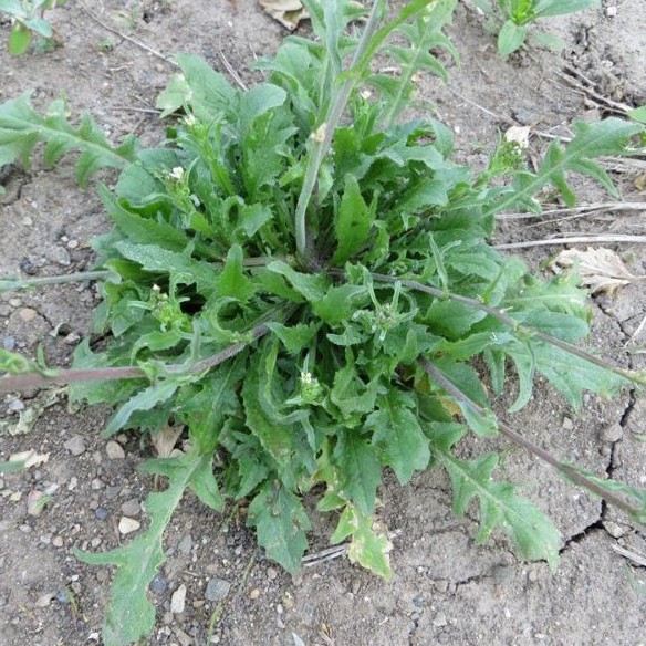 100H - Hạt giống kale shepherds - Thực phẩm dành cho sức khỏe