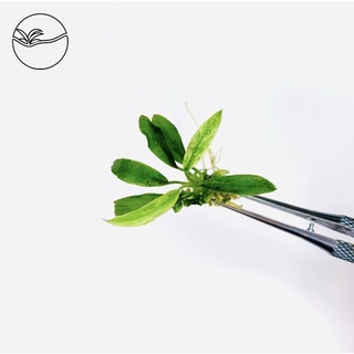 Anubias barteri var. glabra "Variegatus" - Ráy Lưỡi Hổ Mini - Cây Thuỷ Sinh