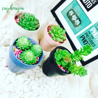 Chậu sứ trồng cây mini 1305