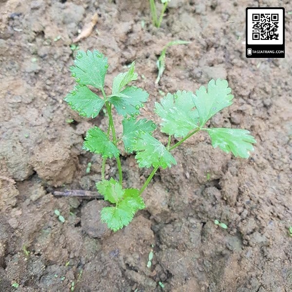 [Bán sỉ] - Hạt giống rau cần tây
