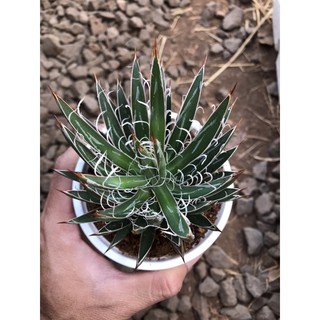 Dứa nam mỹ nhím gai chậu trung